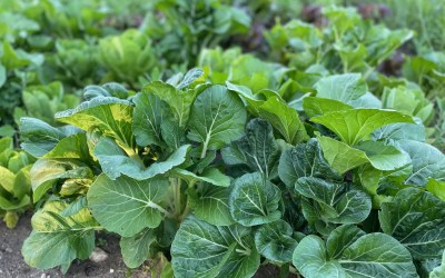 Michigan’s school kids need farm-fresh food