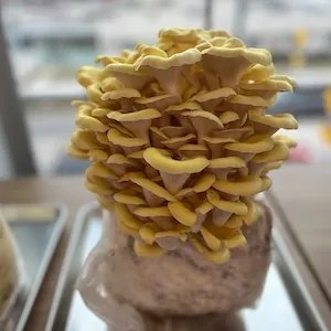 Oyster mushrooms